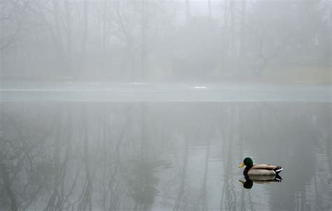 Wallpaper Landscape Fog Lake Duck Images For Desktop Section