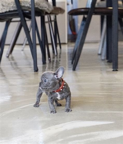 The french bulldog originated in 19th century nottingham, england, where lace makers decided to make a smaller, miniature, lap version of the english bulldog that was referred to as a toy bulldog. Fossi Blue French bulldog for sale - Get Most Attractive ...