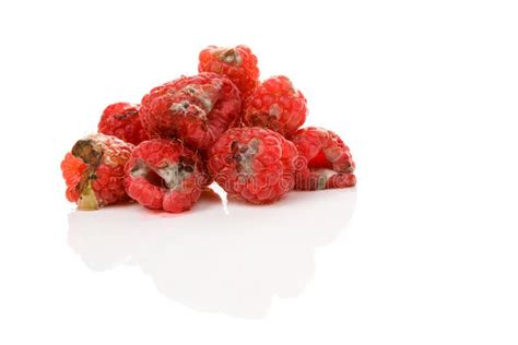 Rotten Raspberries On White Background Stock Photo Image Of Mildew