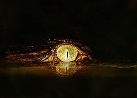The 2012 Readers Photo Contest Winners Crocodile Eyes Wildlife