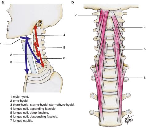 Normal And Pathological Spinal Muscle Musculoskeletal Key