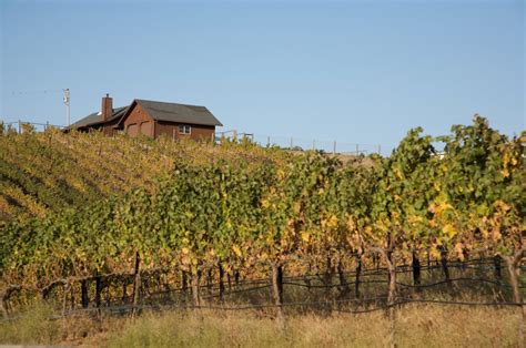 Vineyards in Livermore - The Purple Orchid Wine Resort & Spa
