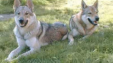 Rescued Wolf Hybrids Moving To Sanctuary Mpr News