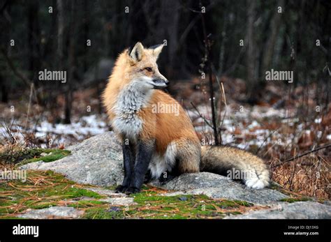 Wild Red Fox Sitting On A Rock Looking To The Side Stock Photo Alamy