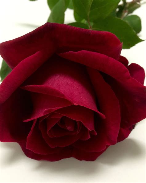 Mister Lincoln Red Rose Beautiful Rose Flowers Beautiful Roses Rose