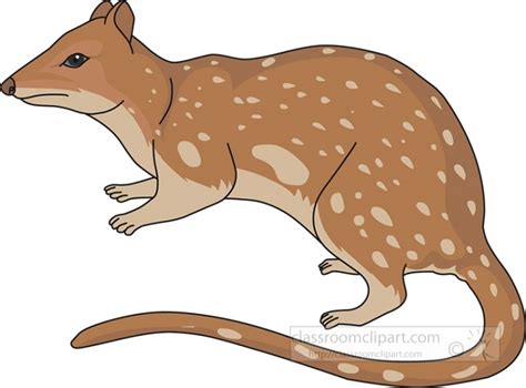 Marsupial Spotted Tailed Native Cat Clipart Classroom Clip Art