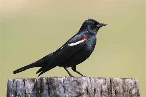 Tricolored Blackbirds Face The Future Birdnote