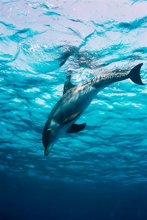 Animals Everywhere The Beauty Of Dolphins Marine Life