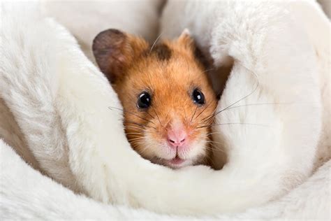 How To Keep Your Hamster Warm During Wintertime 7 Suggestions