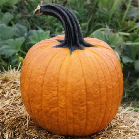 52 Types Of Pumpkins To Eat Decorate And Display Pumpkin Types Of