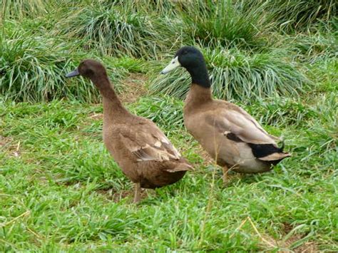 Metzer Farms Duck And Goose Blog Fresh Duck Egg Survey