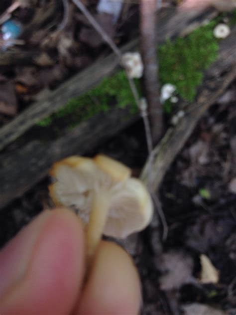 Help Id For Magic Mushies Plz Mushroom Hunting And Identification