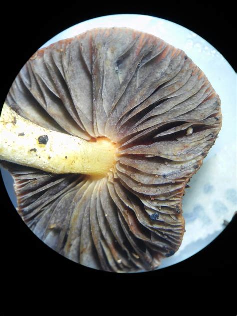 A Close Up Of A Mushroom On A Plate