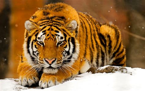 46 Snow Tiger Wallpapers Wallpapersafari
