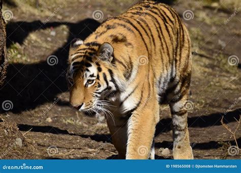 Tiger On The Savannah Wanders Stock Photo Image Of Savannah Eyes
