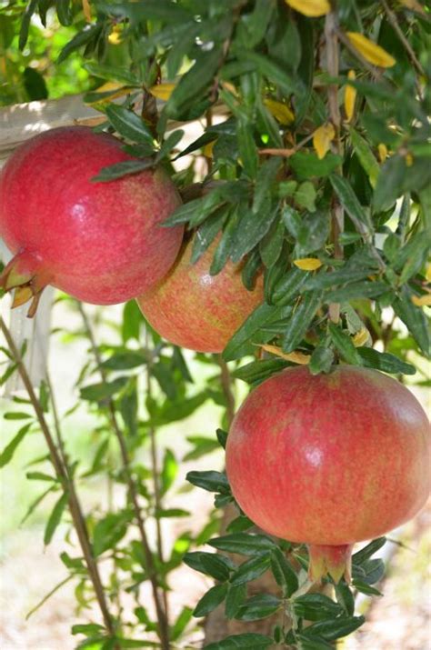 Buy Pomegranate Trees Online Store Tomorrows Harvest By Burchell