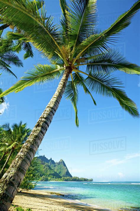 Hawaii Kauai Tunnels Beach Palm Tree On The Beach Stock Photo