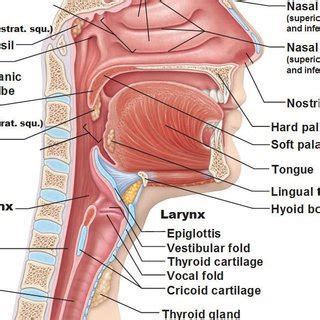 Structures Associated With Larynx Respiratory System