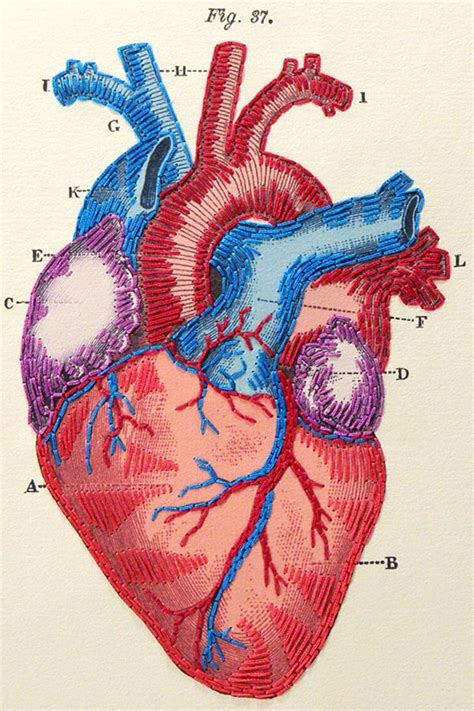 An Embroidered Diagram Of The Human Heart