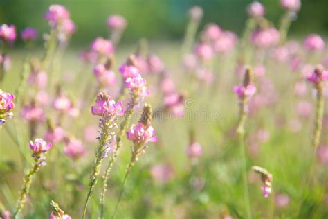 Spring Meadow With Wild Pink Flowers Stock Image Image Of Growth
