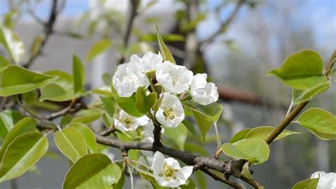 Blossoming Pear Beautiful Pear Flower With Leaves Branch Pears White