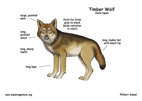 Wolf Timber Wolf Or Gray Wolf