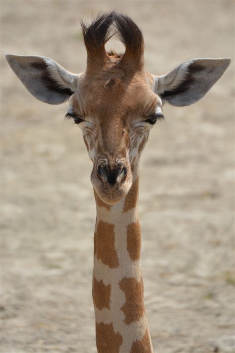 Free Images Animal Wildlife Zoo Mammal Fauna Giraffe Neck