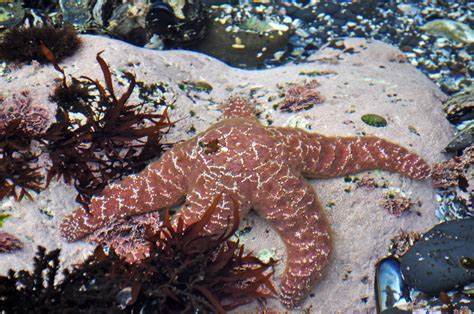Pisaster Ochraceus Ochre Starfish Tidal Pool At Yaquina Flickr