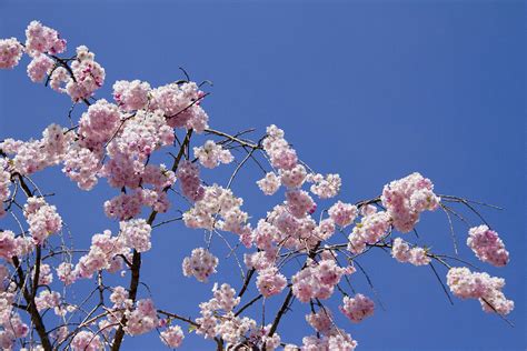 Pink Blossoms Blue Sky Photograph By Ashlee Meyer Fine Art America
