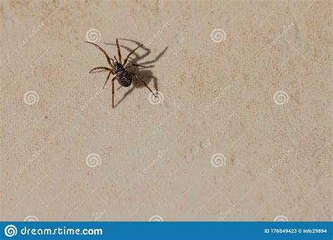 Small Brown Spider Crawls Across The Tiled Kitchen Floor Stock Image