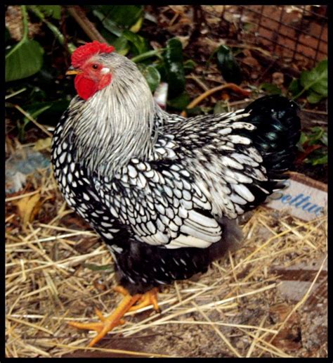 My Young Rooster A Silver Laced Wyandotte Silver Lace Wyandotte