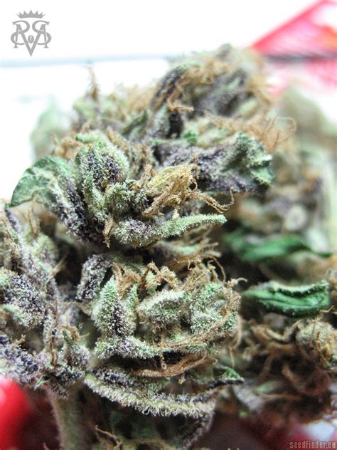 Green Crack Sickmeds Seeds Cannabis Strain Gallery