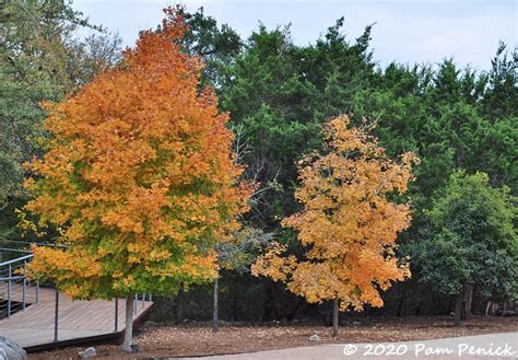 Bigtooth Maples And More Fall Foliage At The Wildflower Center Part 2