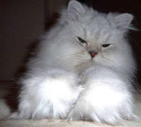 640 x 640 jpeg 43 кб. Silver Persian Cat : Biological Science Picture Directory ...