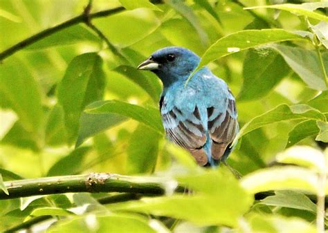 Le Passerin Indigo Un Bel Oiseau Bleu