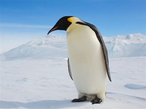 The Emperor Penguin A Beacon Of Light In The Harsh Tundra Of