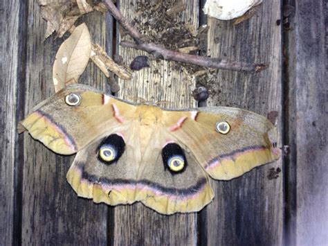 Mating Polyphemus Moths Whats That Bug