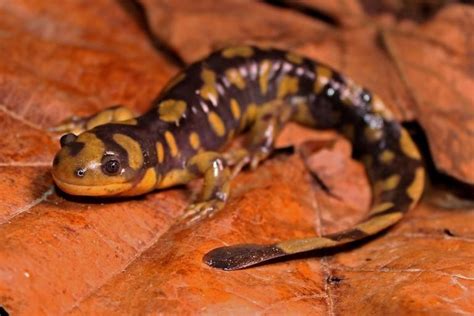Marylands Endangered Tiger Salamanders Stage A Comeback The Rogue