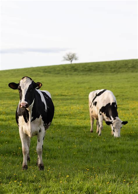 Milks Farm To Table Journey American Dairy Association Ne