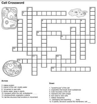 Word search puzzles can be. Cell Crossword Answer Key | Crossword, Crossword puzzles ...