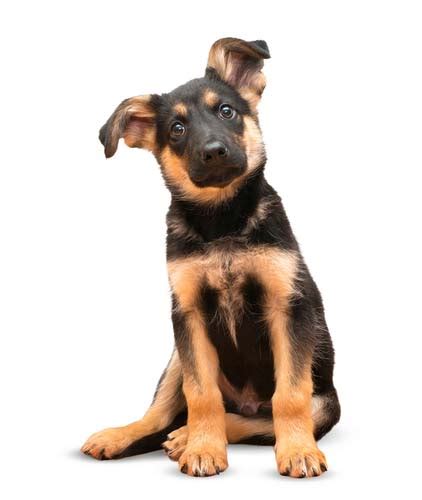 Maybe you would like to learn more about one of these? Best Dog Food for German Shepherds: 8 Vet Recommended Brands