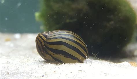 Mystery Snail Breeding 101 How To Breed Your Snails Guide