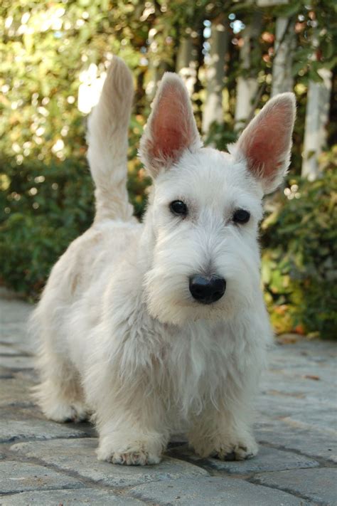 212 Best Images About Scottie Dogs On Pinterest Scottish Terriers