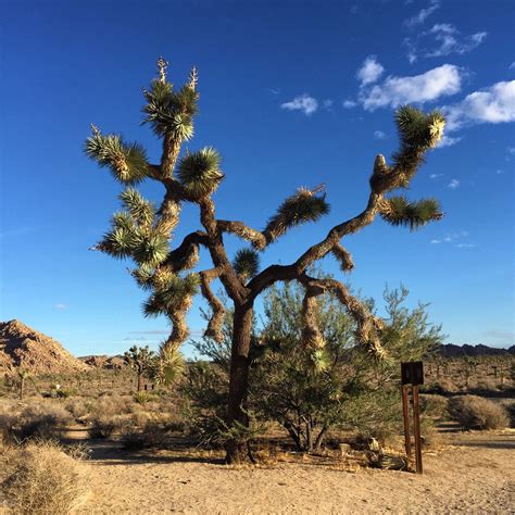 Your Complete Guide To Joshua Tree Travel Dot To Dot