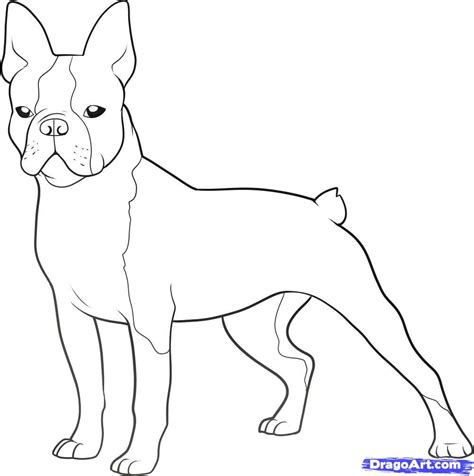 Free Printable Boston Terrier Coloring Pages Brettilwalsh