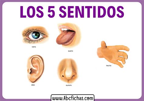 Fslovenglish Los 5 Sentidos The Five Senses
