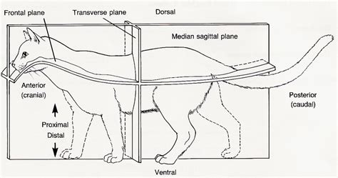 I Compendium Cat Muscles Origin Insertion And Action Pictures