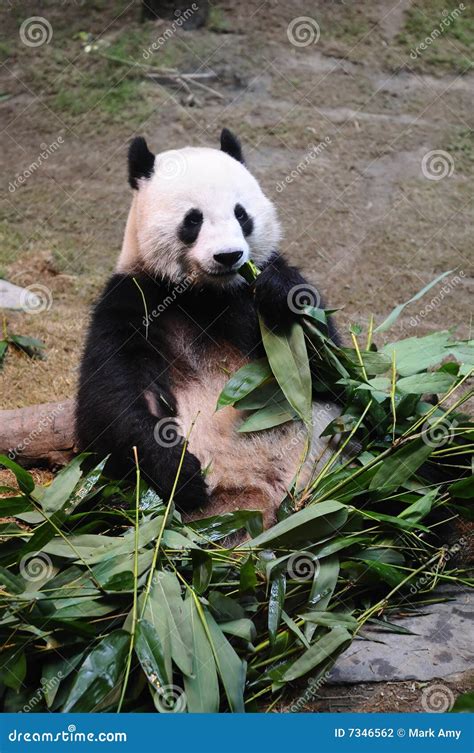 Giant Panda Eating Bamboo Stock Photo Image Of Cute Ursidae 7346562