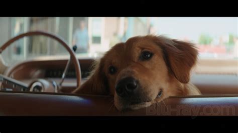 A Dogs Purpose Movie Review Jujaretail