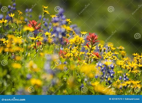 Alpine Wildflowers Stock Image Image Of Color Blossom 43187573